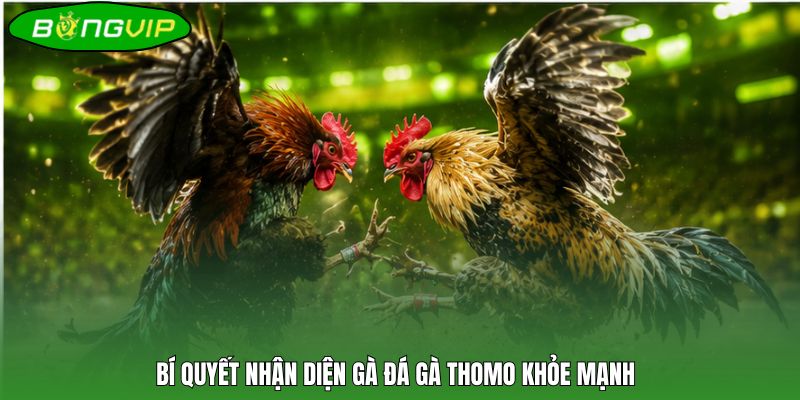 Bí quyết nhận diện gà đá gà Thomo khỏe mạnh