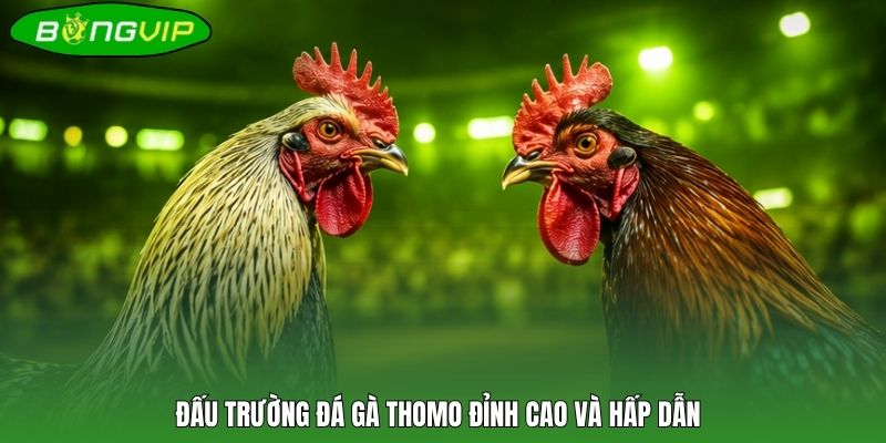 Đấu trường đá gà Thomo đỉnh cao và hấp dẫn