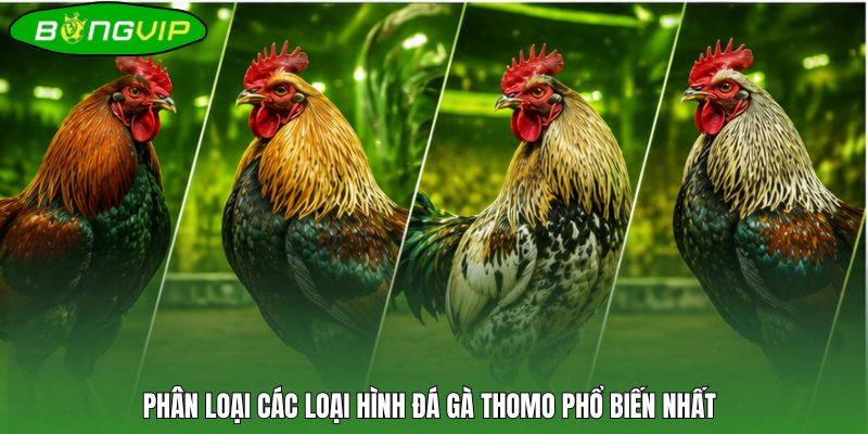 Phân loại các loại hình đá gà Thomo phổ biến nhất
