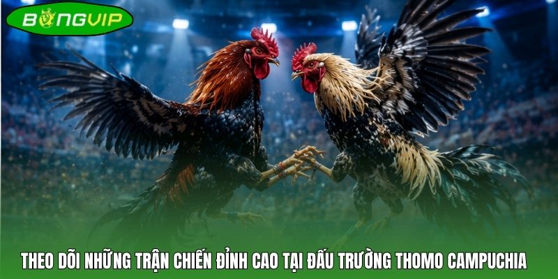Theo dõi những trận chiến đỉnh cao tại đấu trường Thomo Campuchia 