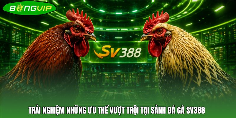 Trải nghiệm những ưu thế vượt trội tại sảnh đá gà SV388