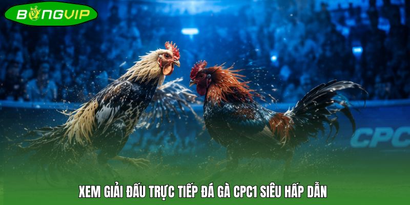 Xem giải đấu trực tiếp đá gà CPC1 siêu hấp dẫn