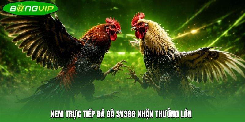 Xem trực tiếp đá gà SV388 nhận thưởng lớn